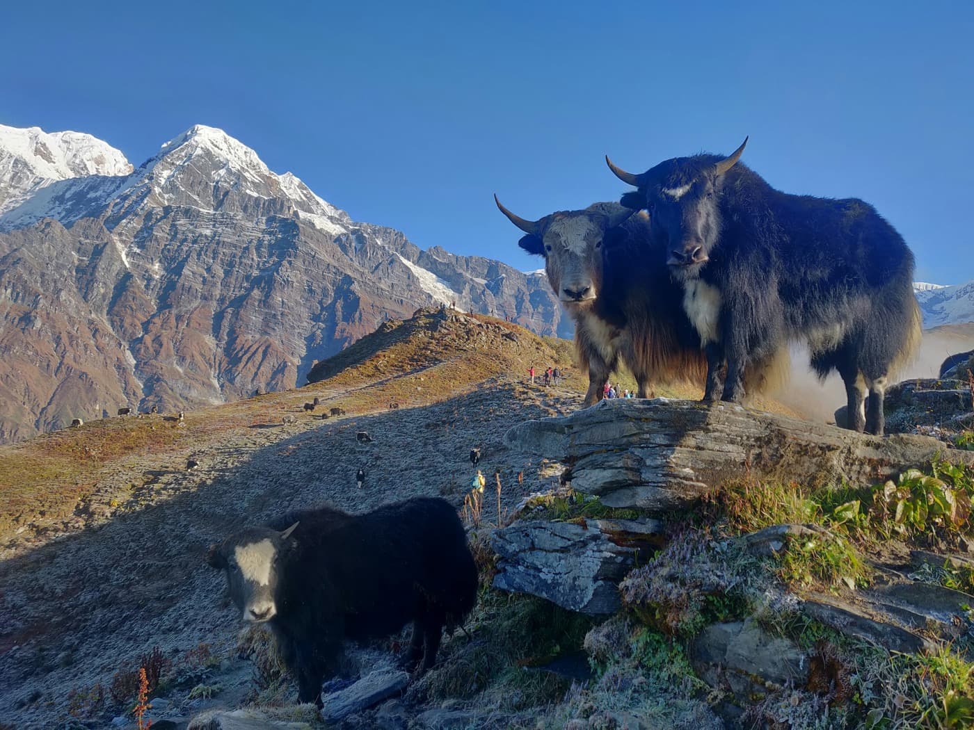 Nepal Trekking Mardi